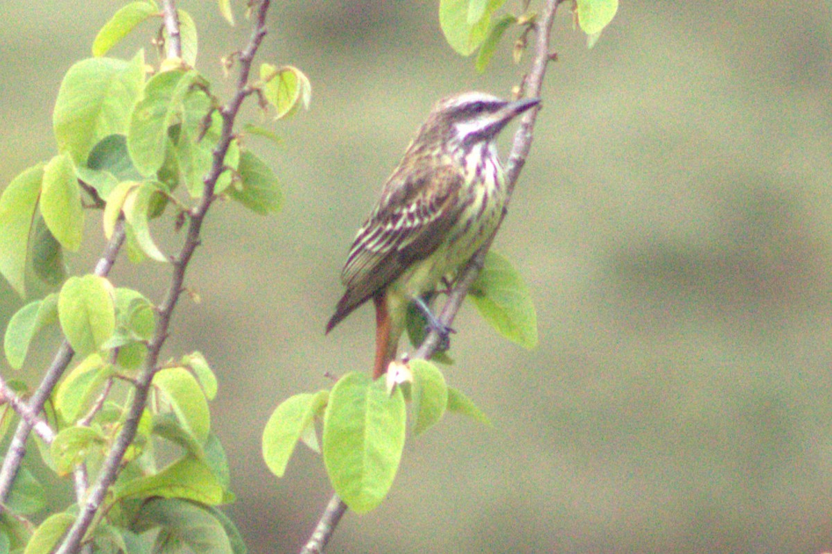 Sulphur-bellied Flycatcher - ML636996877