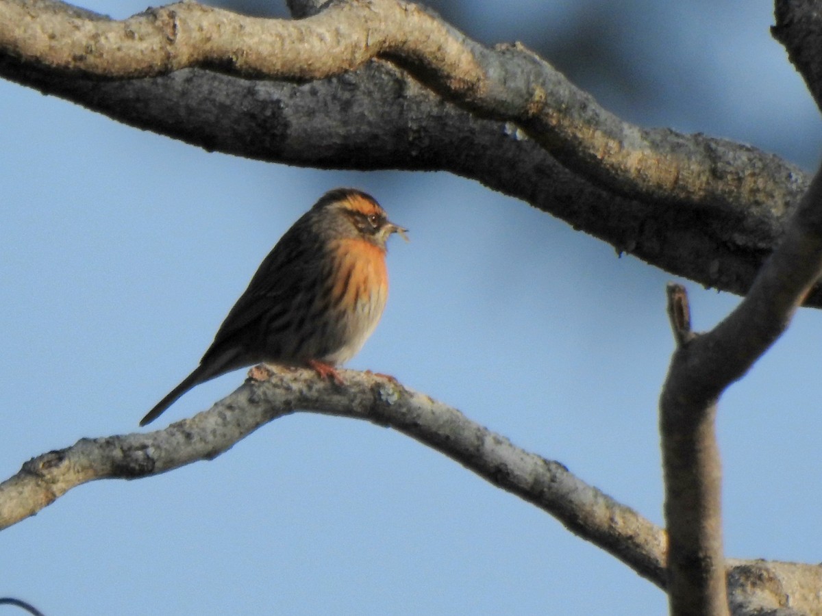 Rufous-breasted Accentor - ML636996878