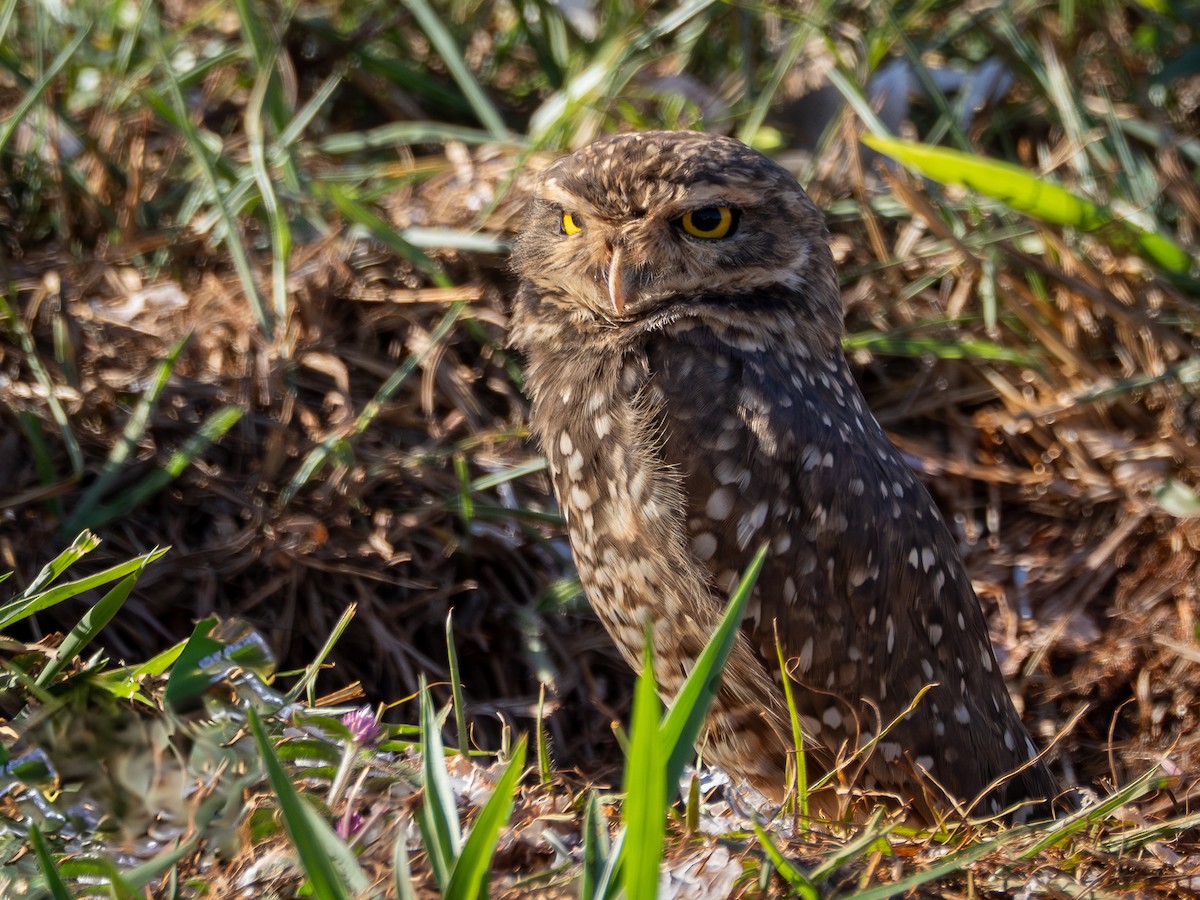Burrowing Owl - ML636996879
