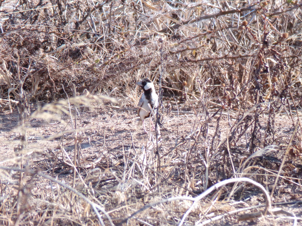 Fischer's Sparrow-Lark - ML636996880
