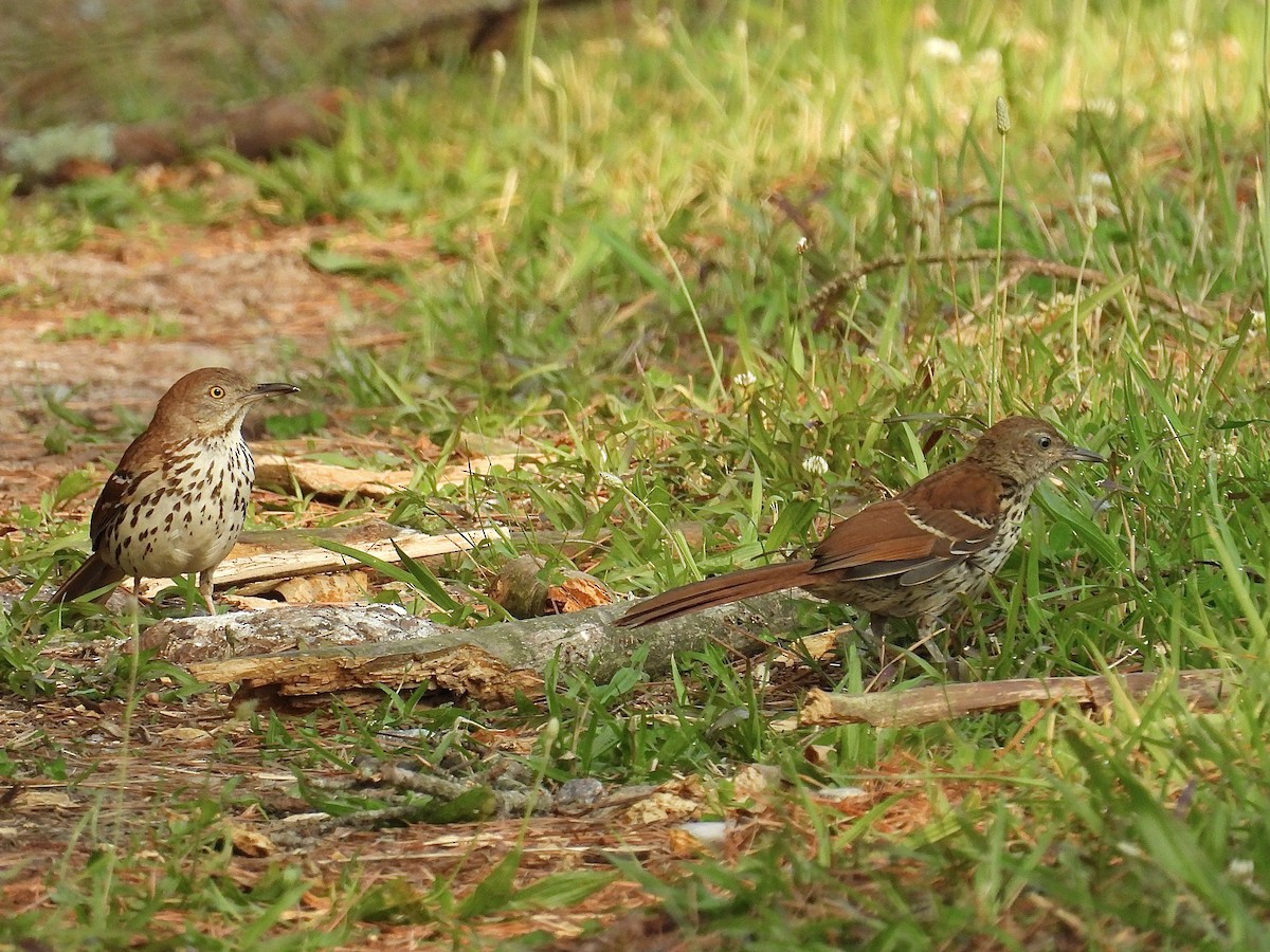 Brown Thrasher - ML636996882