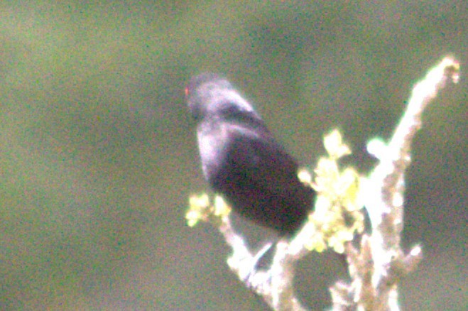 Bronzed Cowbird - ML636996883