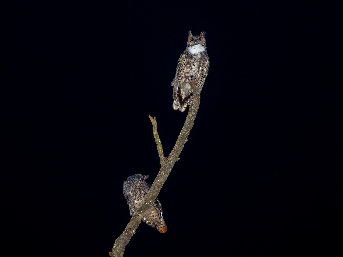 Great Horned Owl - ML636996884