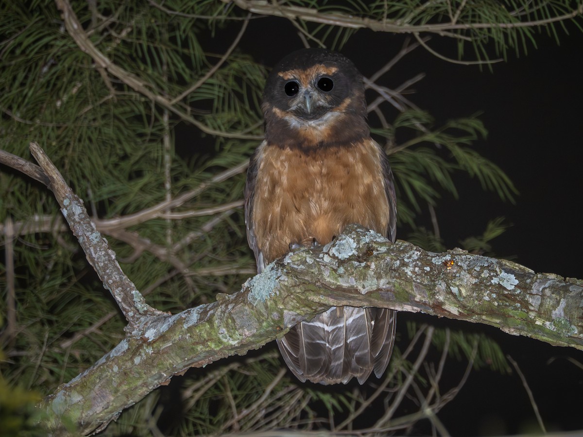 Tawny-browed Owl - ML636996897