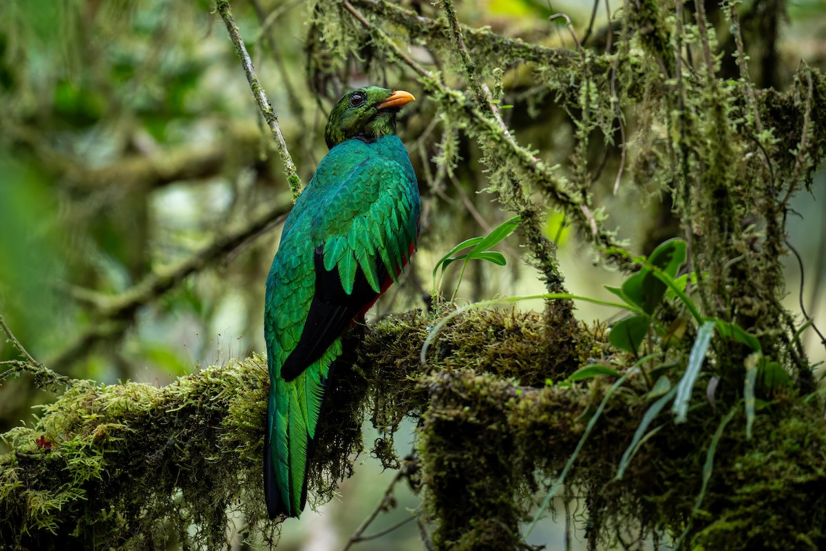 Golden-headed Quetzal - ML636996951