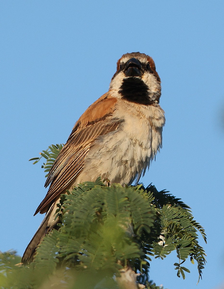 Great Rufous Sparrow - ML636997050