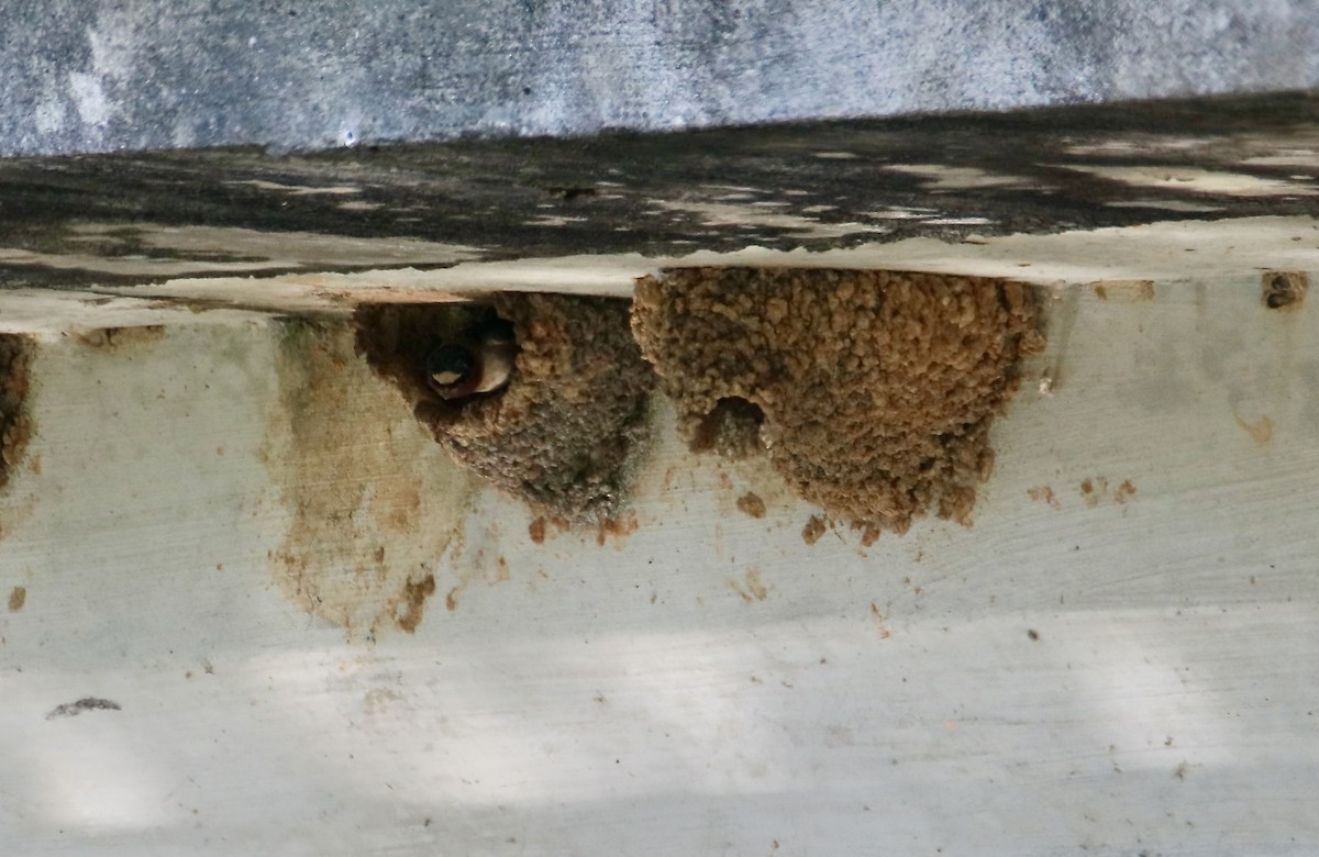 Cliff Swallow - ML636997077