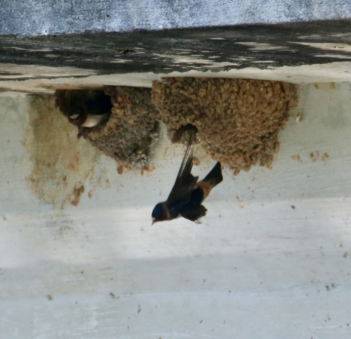 Cliff Swallow - ML636997078
