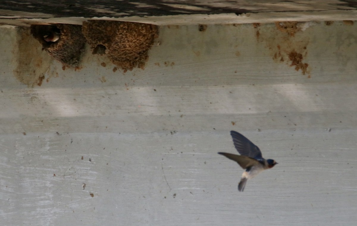 Cliff Swallow - ML636997079