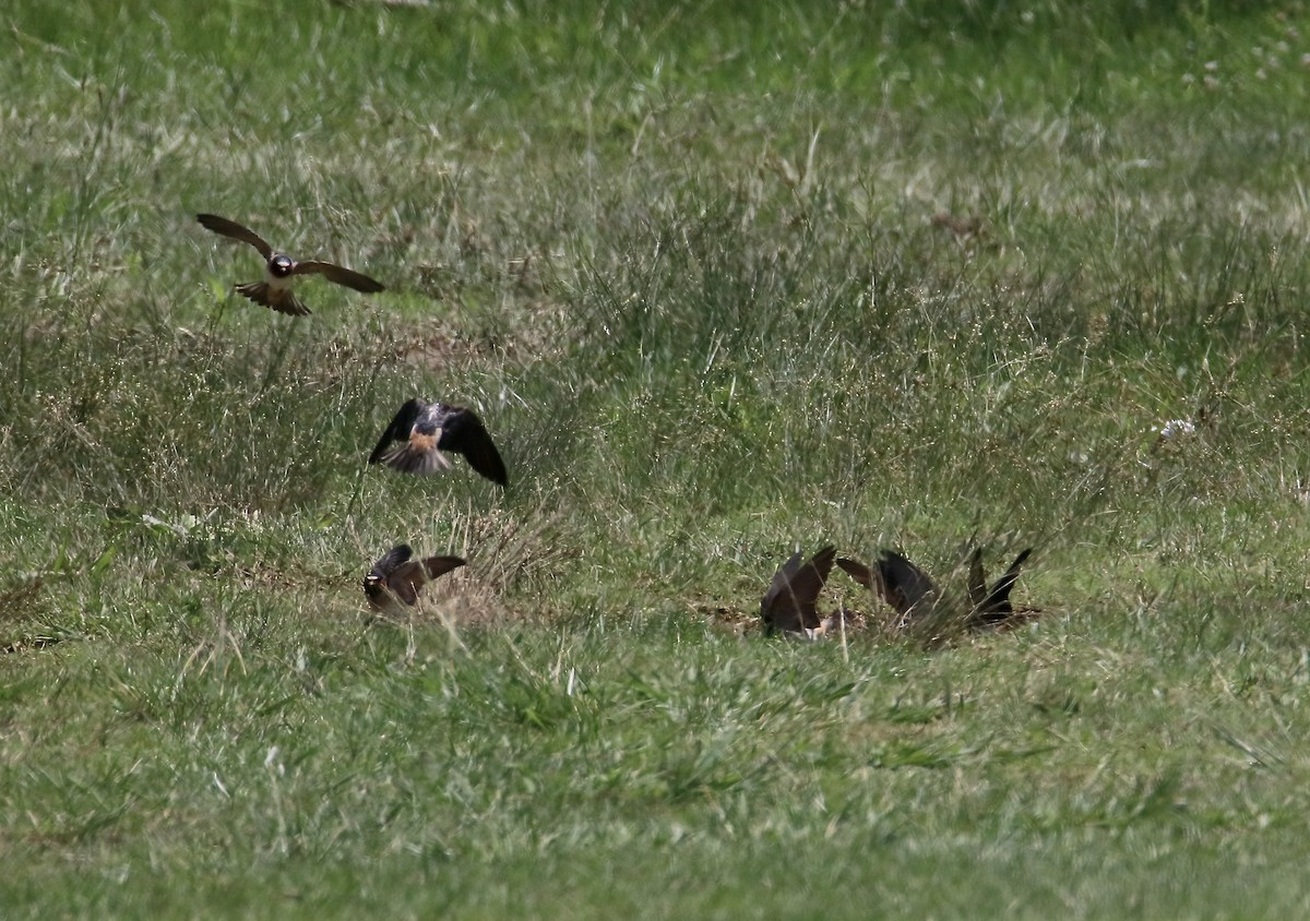 Cliff Swallow - ML636997080