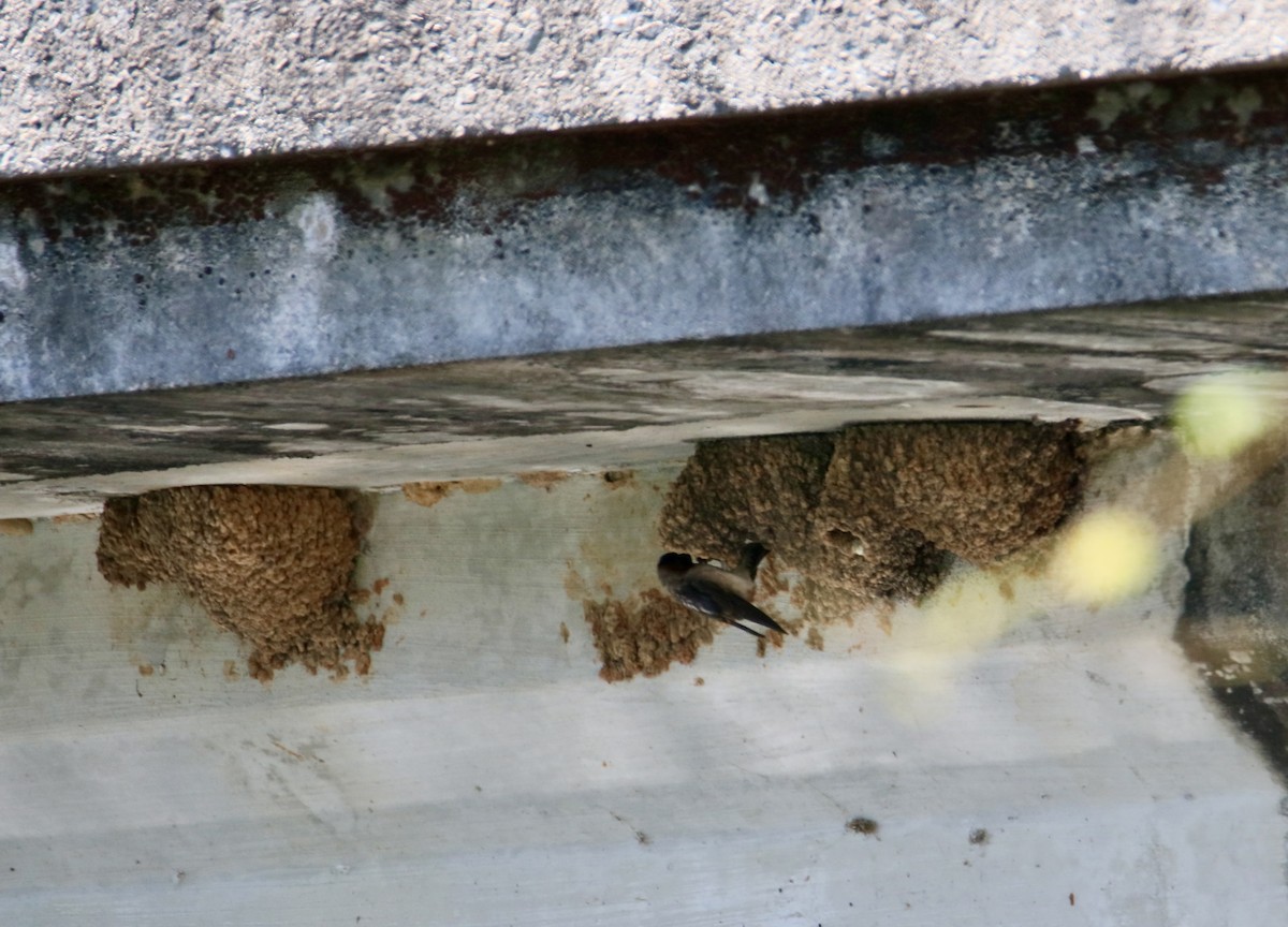 Cliff Swallow - ML636997081
