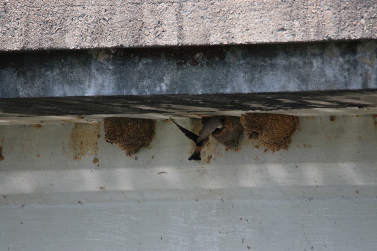 Cliff Swallow - ML636997083