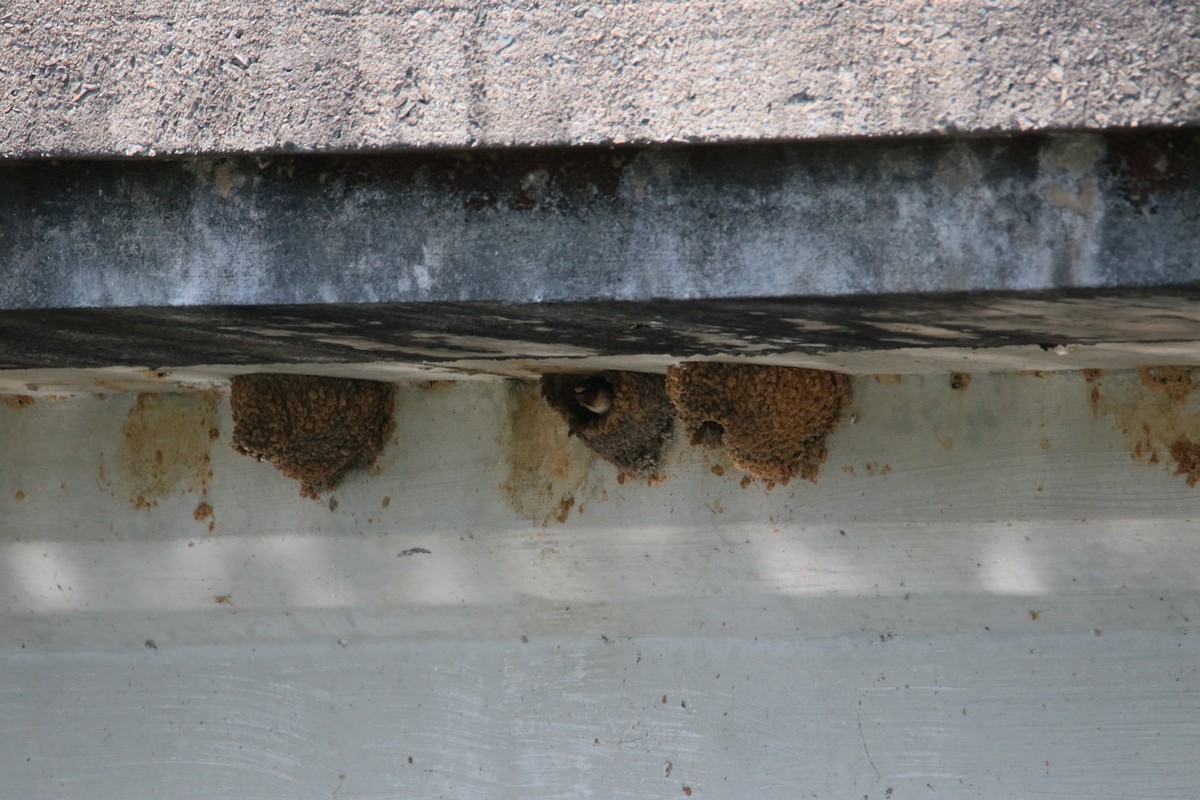 Cliff Swallow - ML636997084