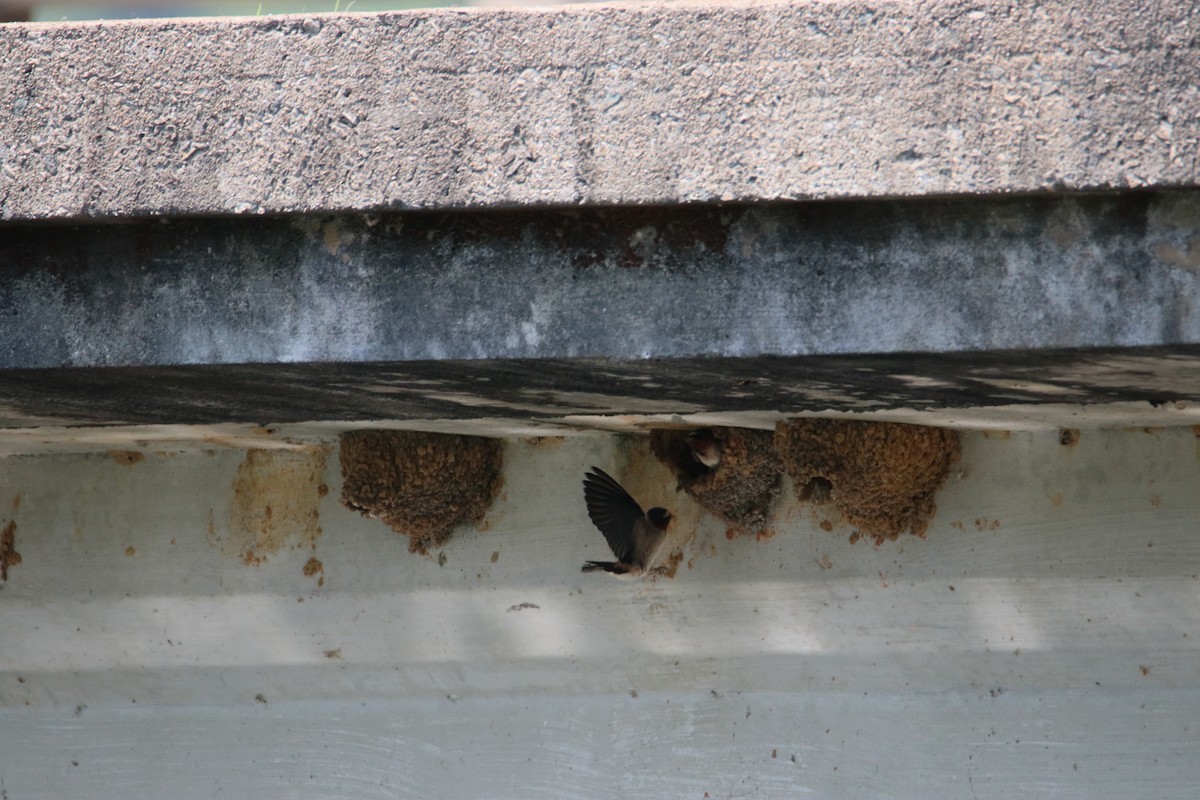 Cliff Swallow - ML636997085