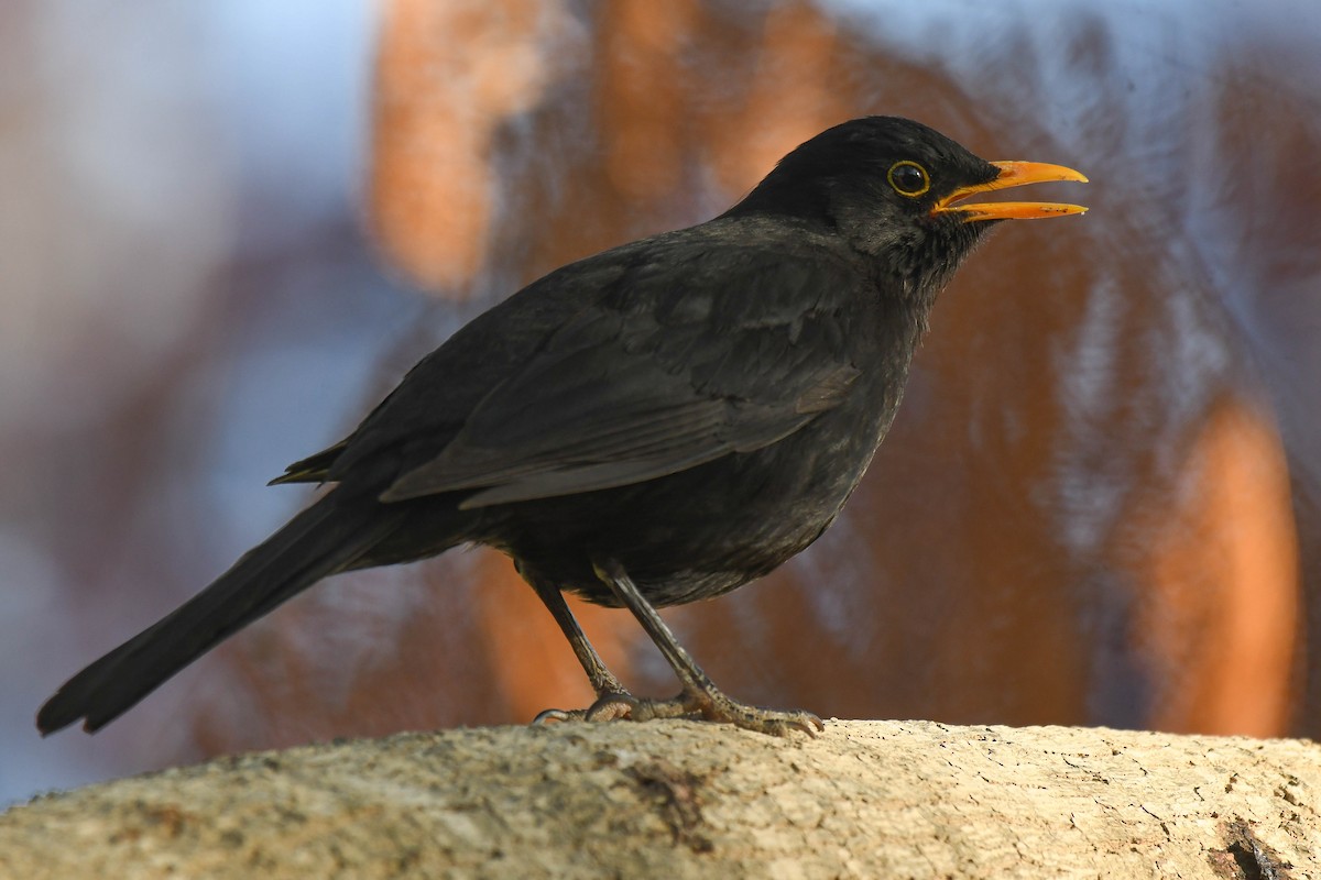 Karatavuk - ML636997106