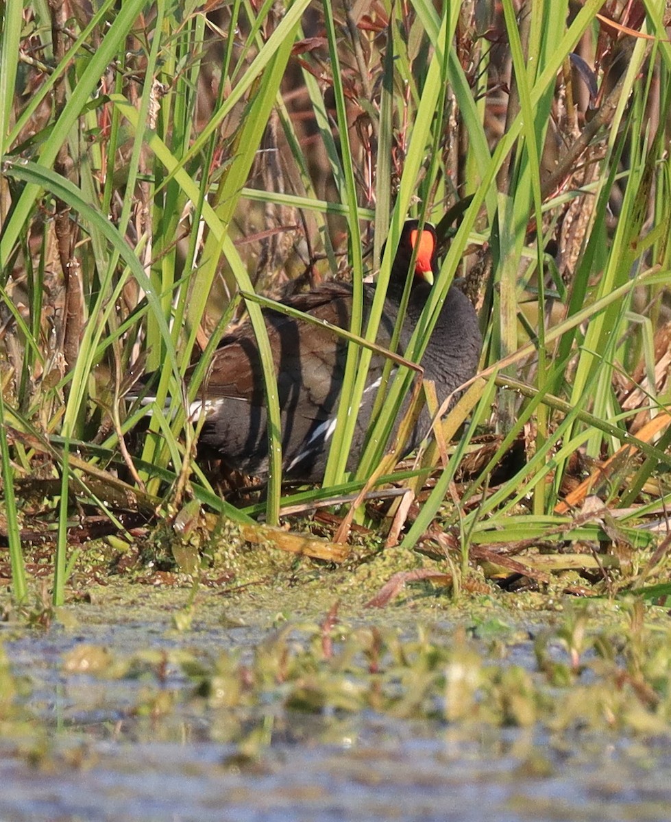 Common Gallinule - ML636997172