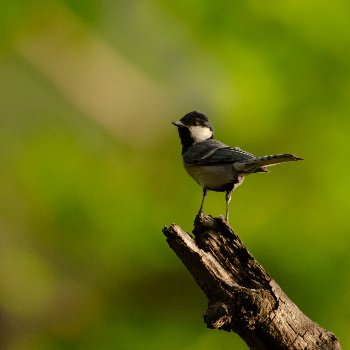 Asian Tit (Cinereous) - ML636997191