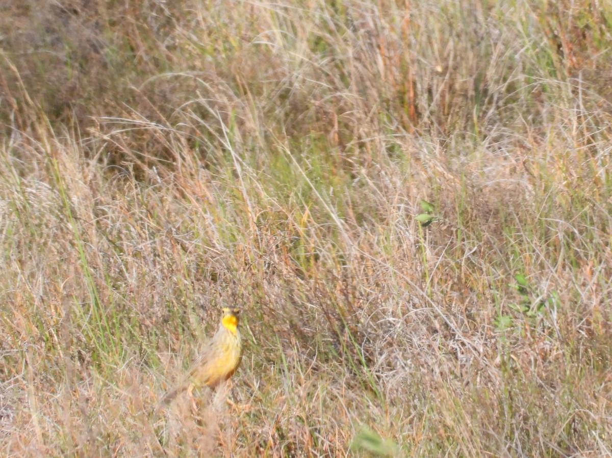 Orange-throated Longclaw - ML636997268