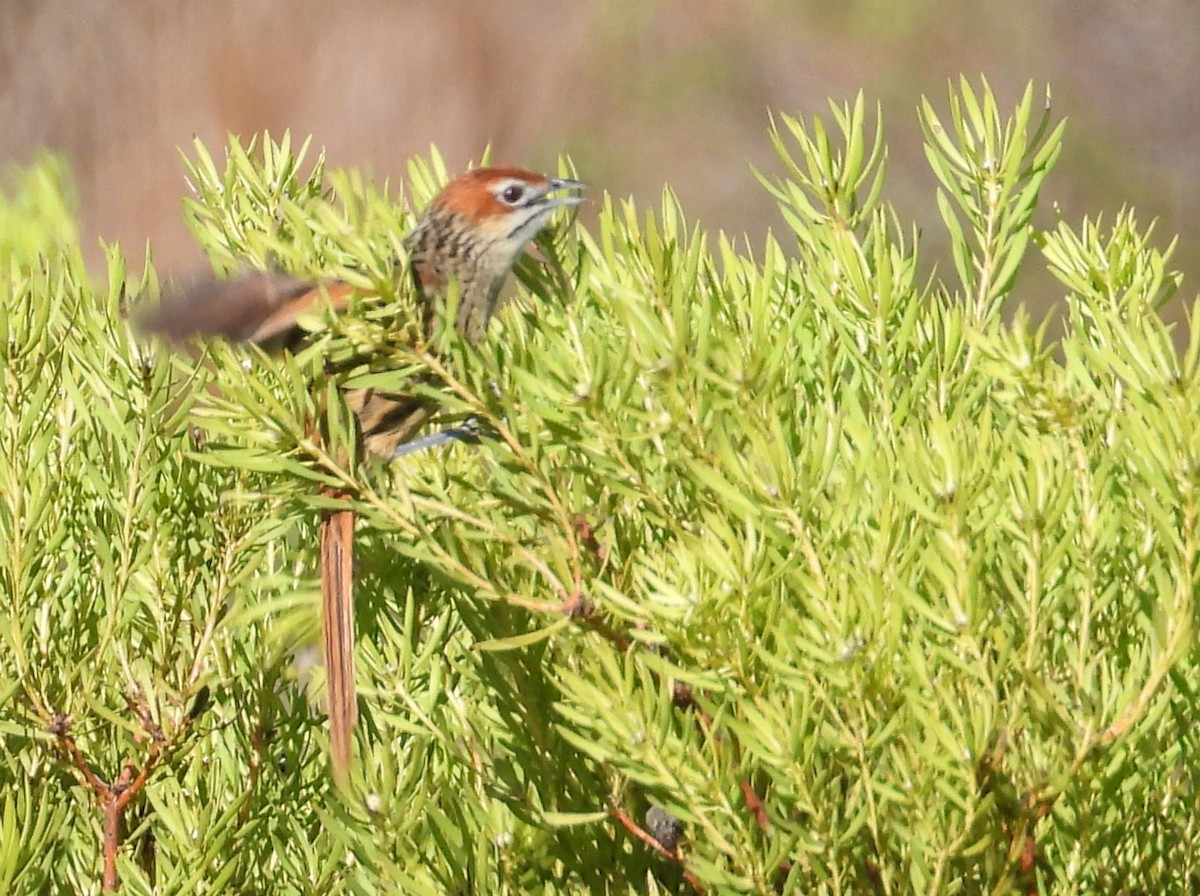 Cape Grassbird - ML636997285