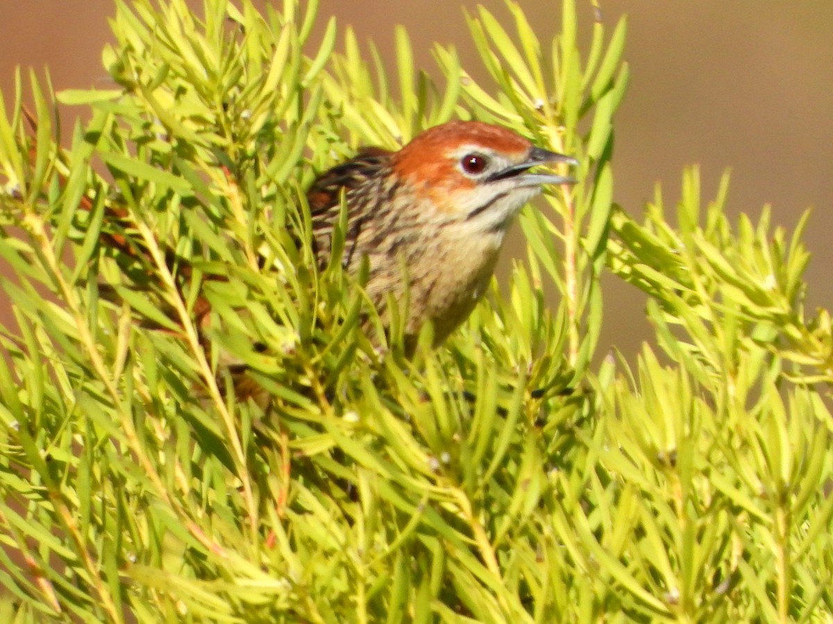 Cape Grassbird - ML636997294