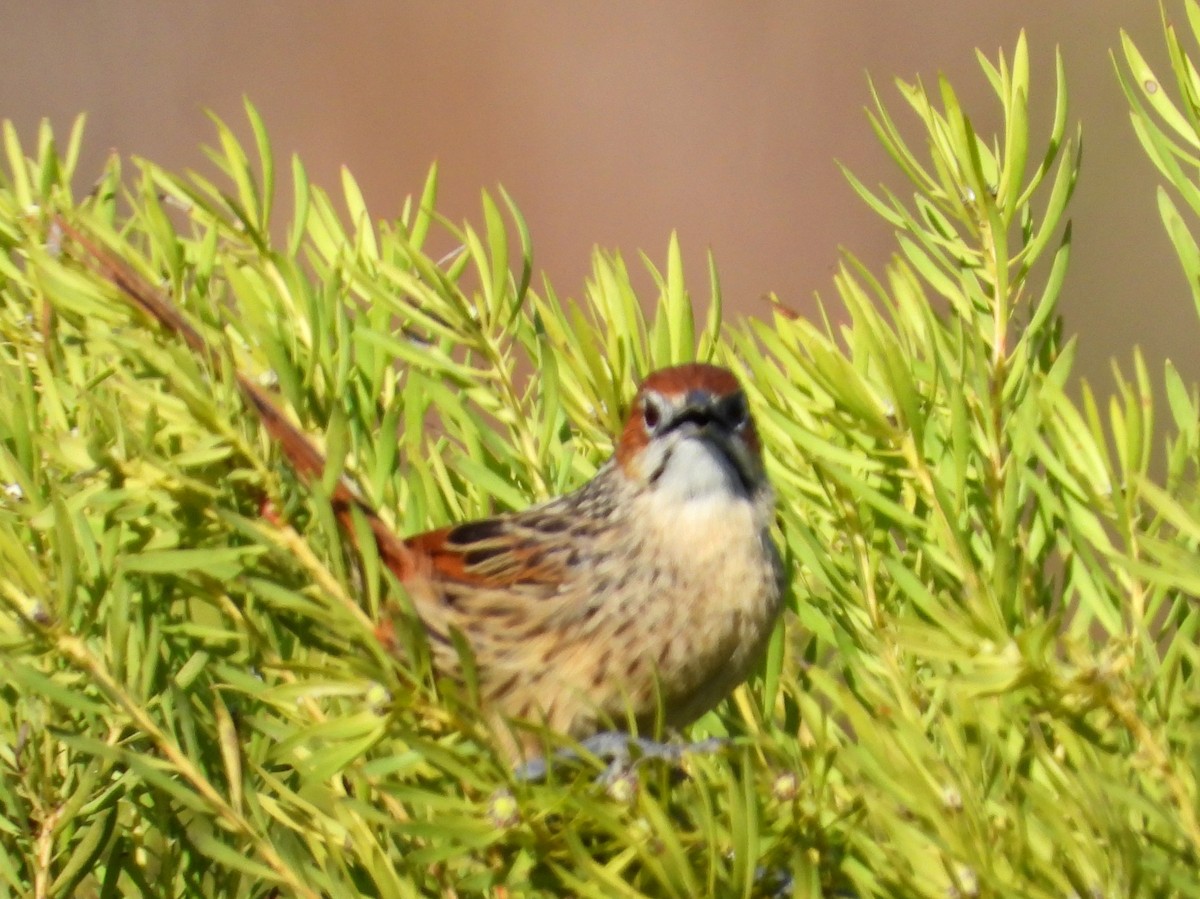 Cape Grassbird - ML636997295