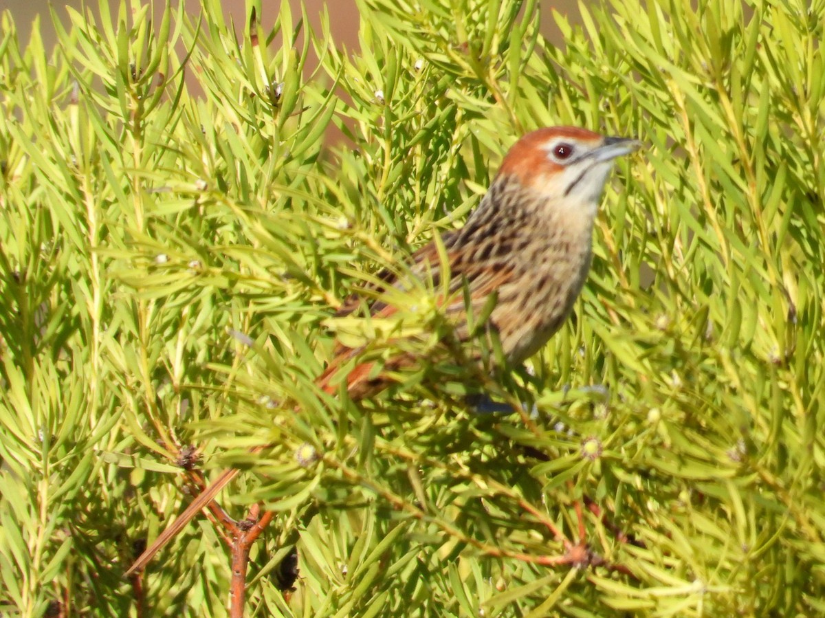 Cape Grassbird - ML636997299