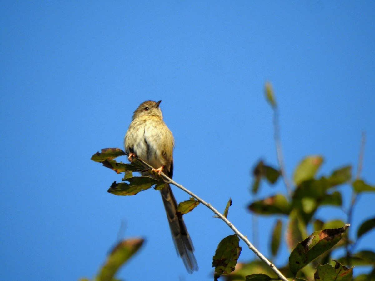 Himalayan Prinia - ML636997315