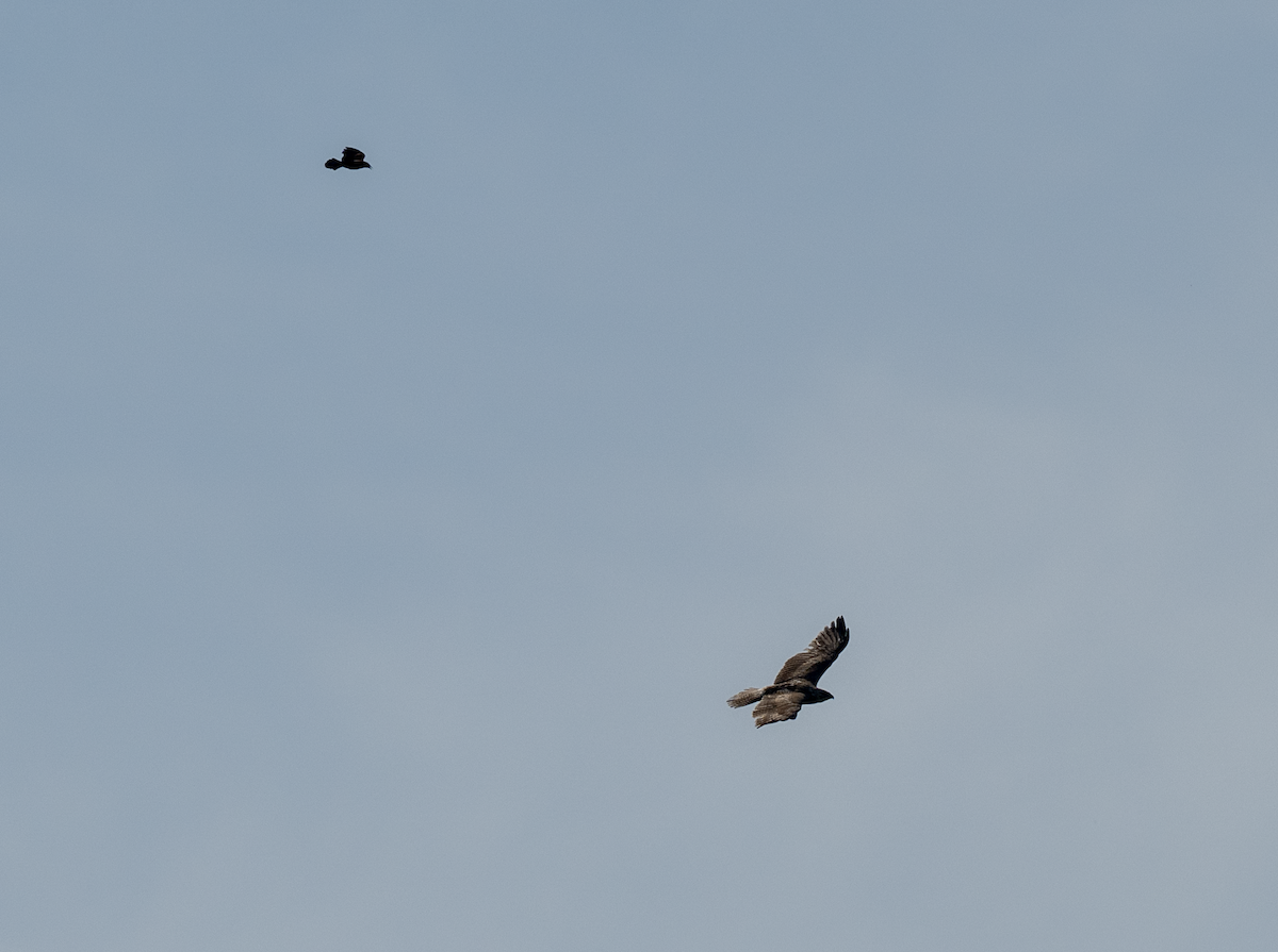 Swainson's Hawk - ML636997360