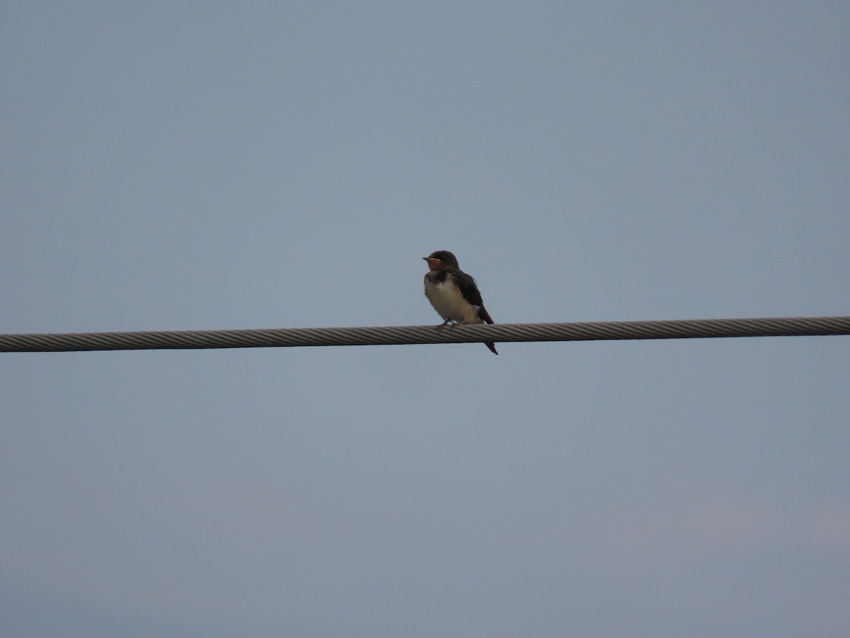Barn Swallow - ML636997402
