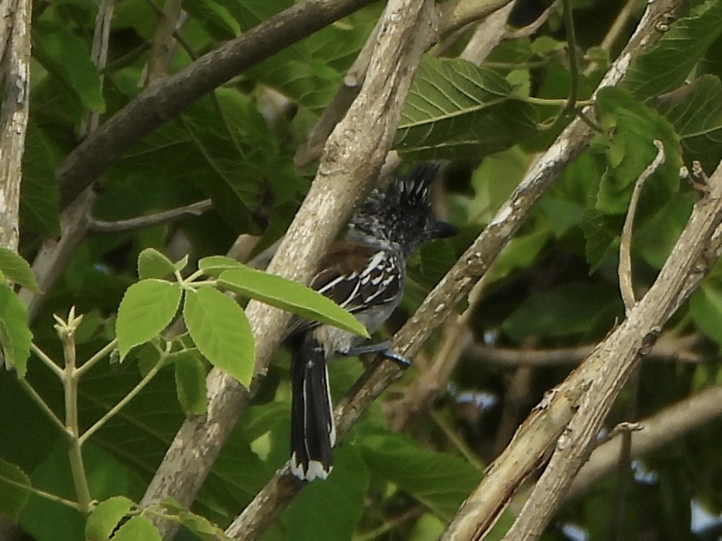 Black-crested Antshrike - ML636997417