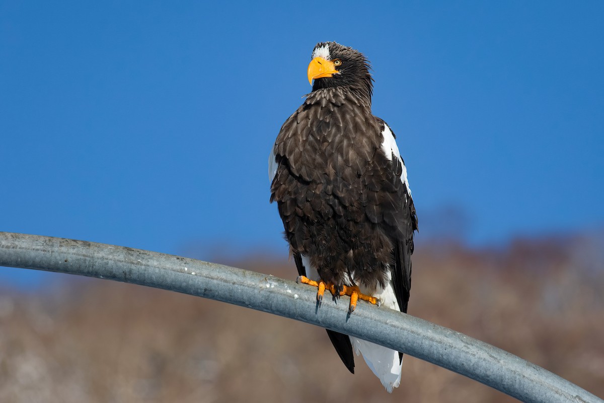 Steller's Sea-Eagle - ML636997419