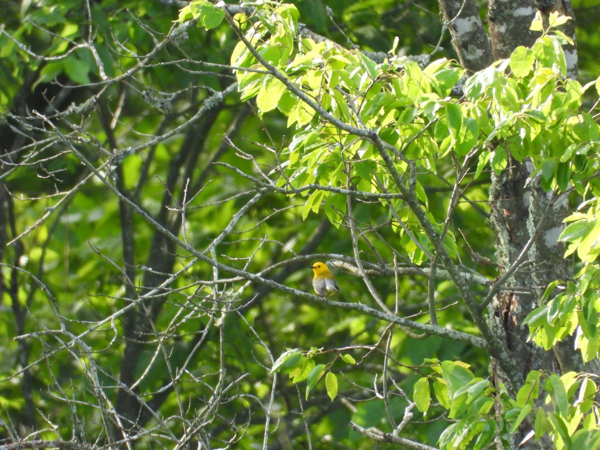 Prothonotary Warbler - ML636997420