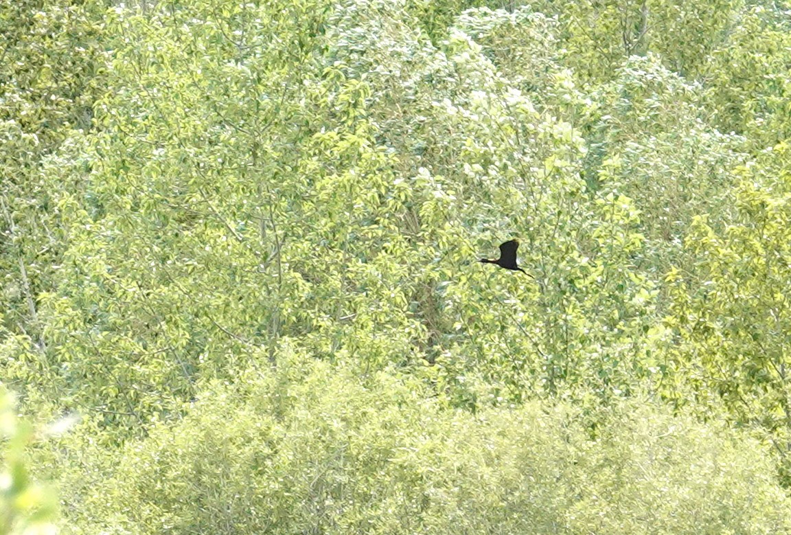 White-faced Ibis - ML636997422
