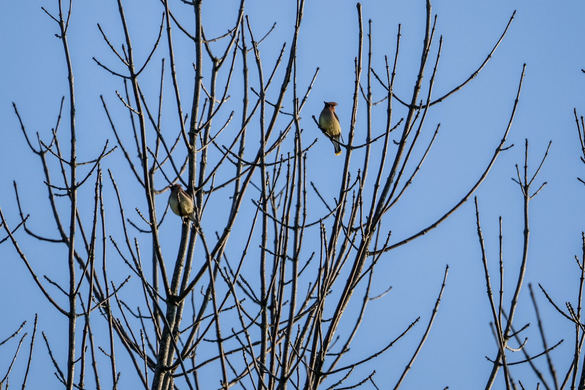 Cedar Waxwing - ML636997423