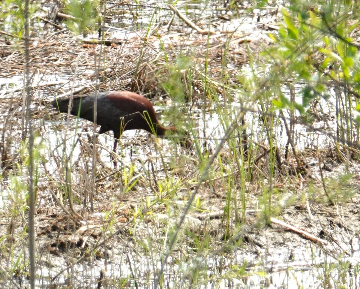 White-faced Ibis - ML636997426