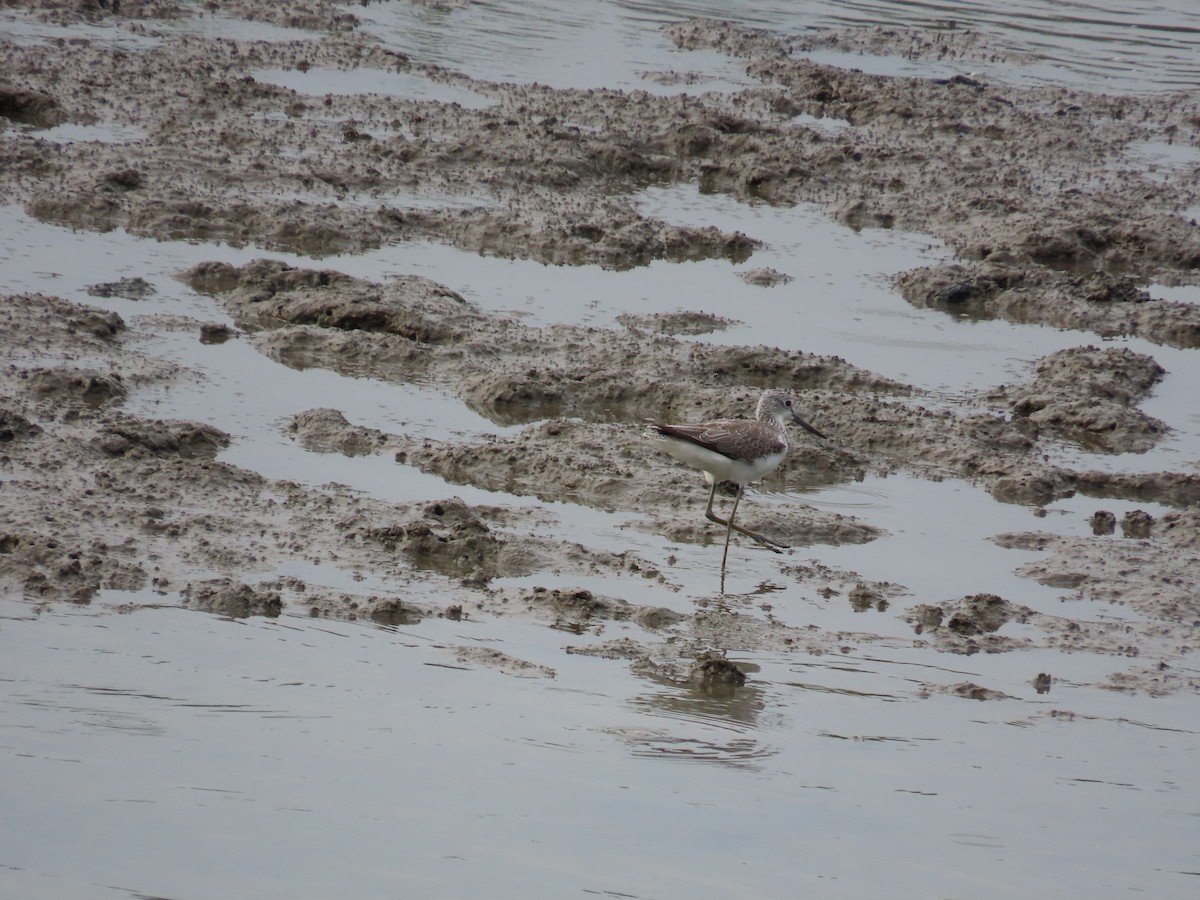 Common Greenshank - ML636997427