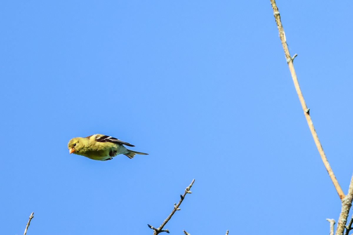 American Goldfinch - ML636997431