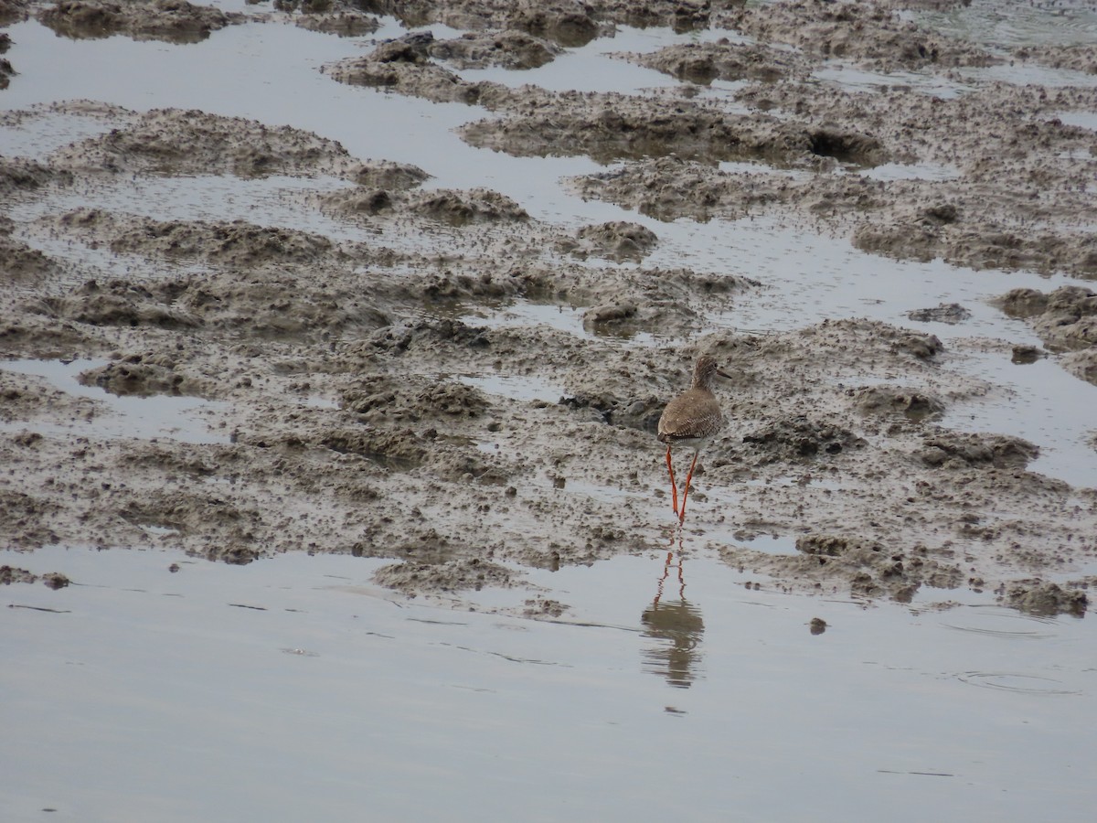 Common Redshank - ML636997433