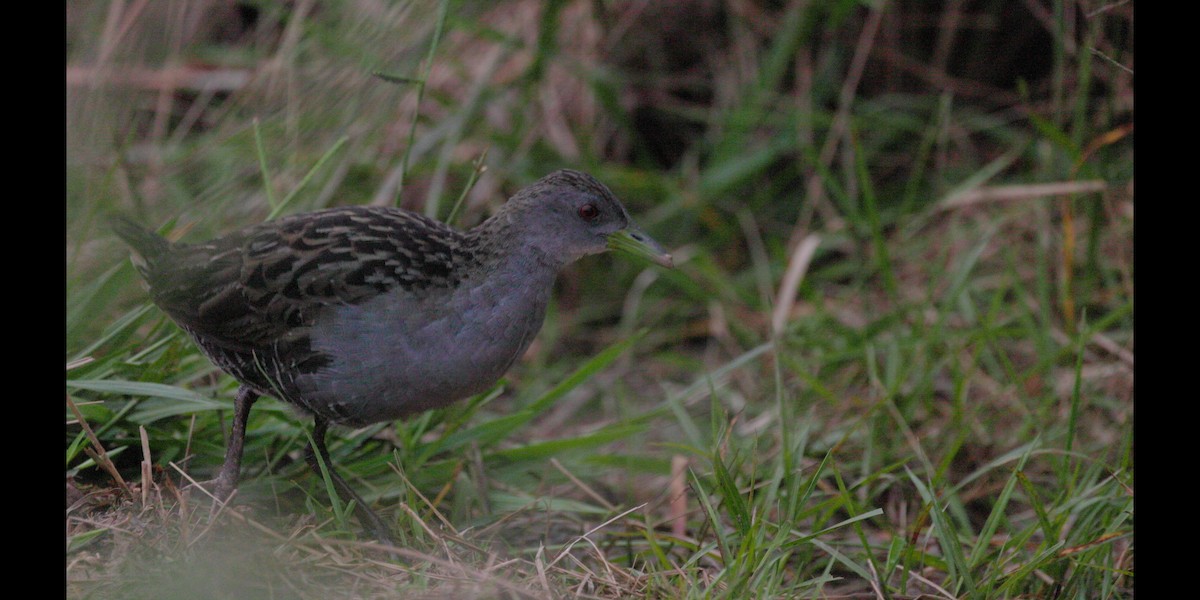 Ash-throated Crake - ML636997435