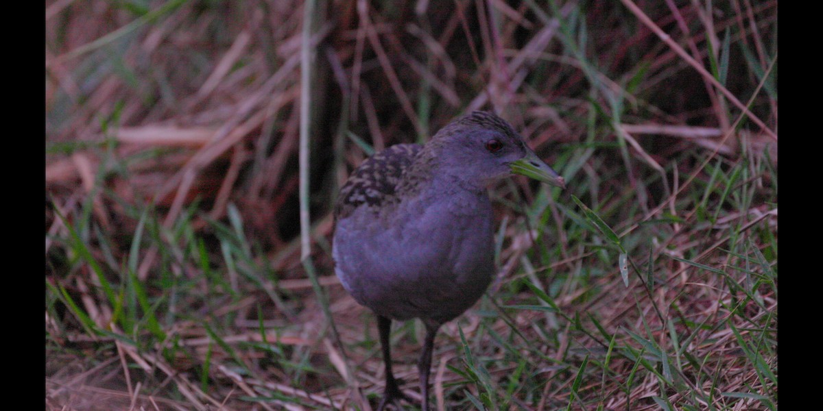 Ash-throated Crake - ML636997436
