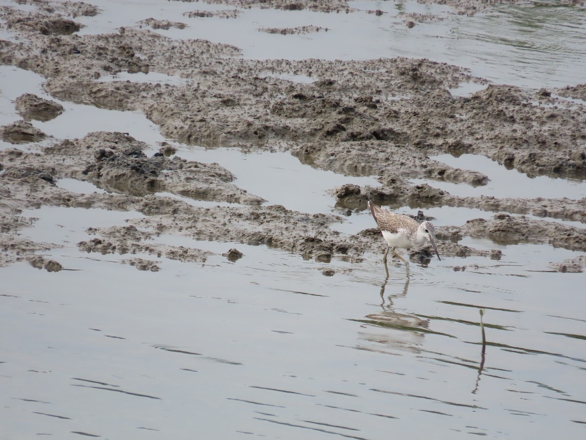 Common Greenshank - ML636997437