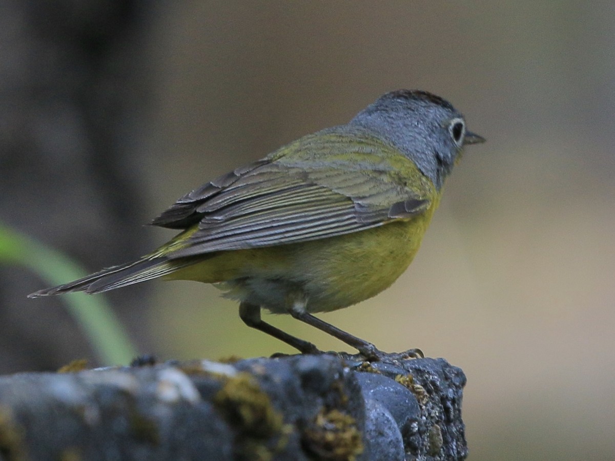 Nashville Warbler - ML636997438