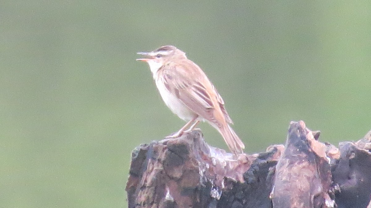 Sedge Warbler - ML636997439