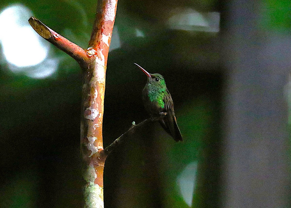 Rufous-tailed Hummingbird - ML636997441