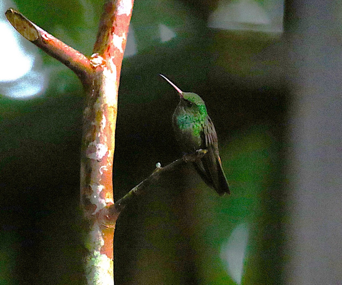 Rufous-tailed Hummingbird - ML636997442