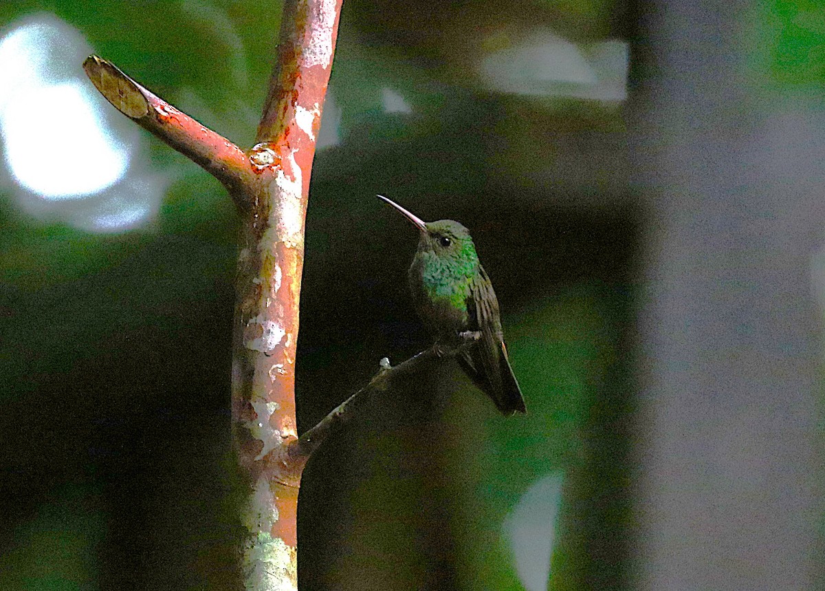 Rufous-tailed Hummingbird - ML636997443