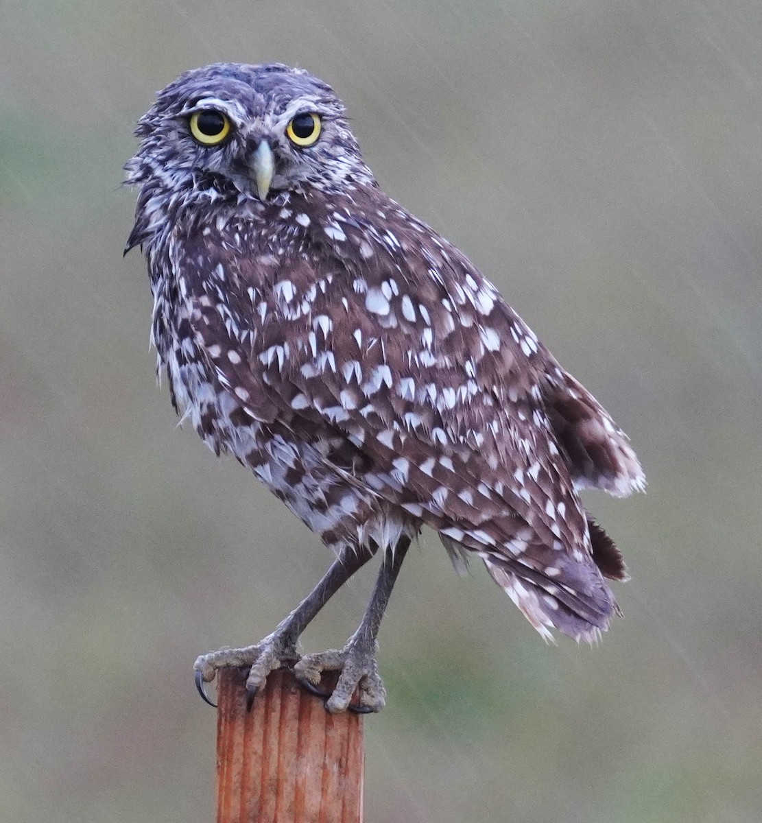 Burrowing Owl - ML636997445
