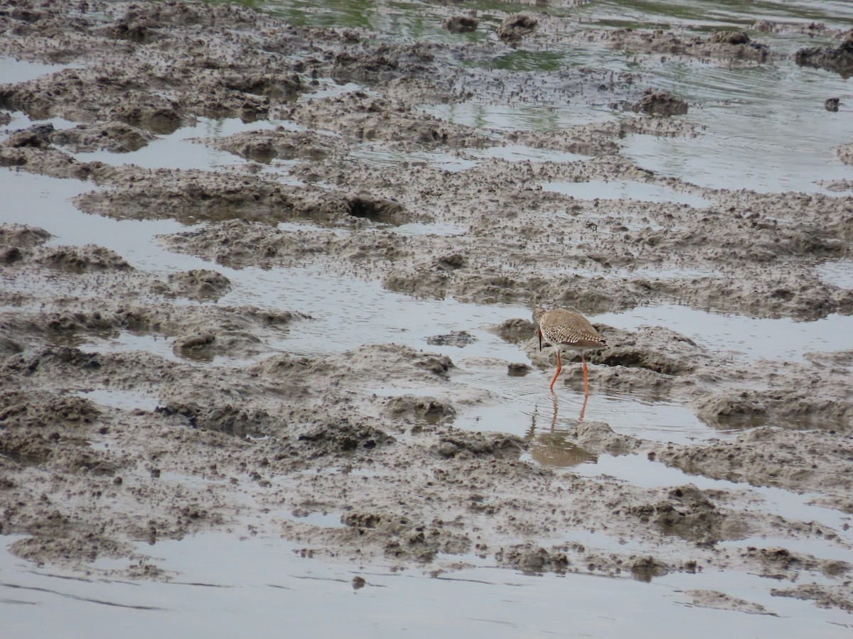 Common Redshank - ML636997446