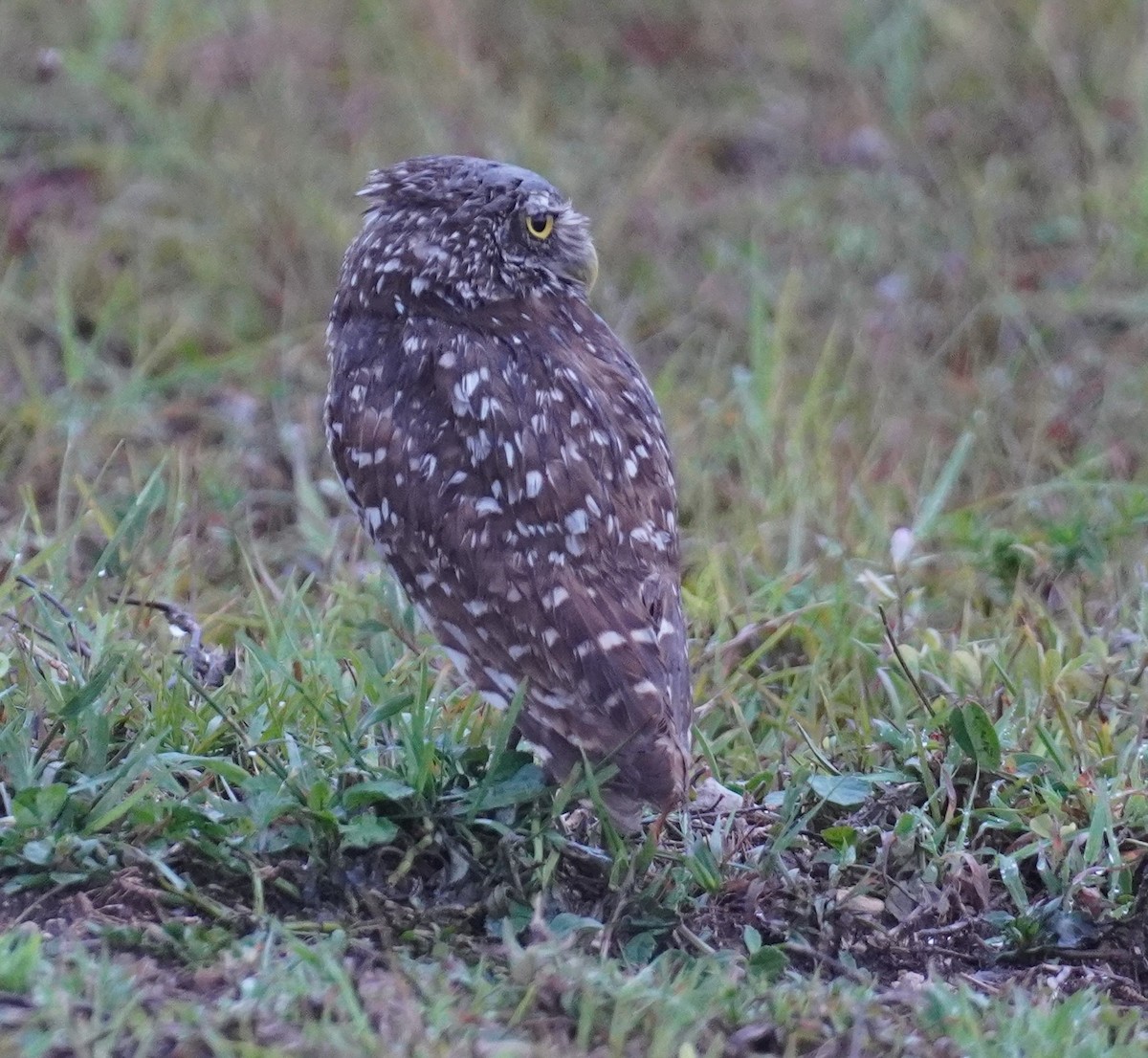 Burrowing Owl - ML636997447