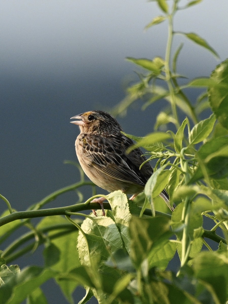 Grasshopper Sparrow - ML636997450